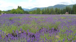 美郷ラベンダー公園01