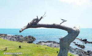 岩井崎　龍の松